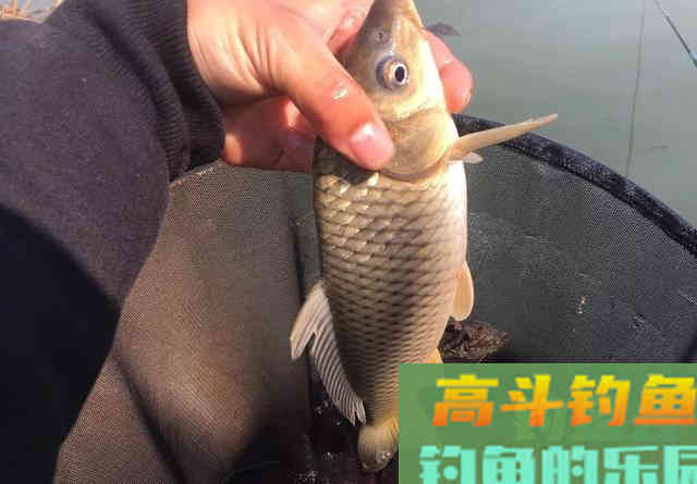冬天钓鱼用这几种小药物美价廉