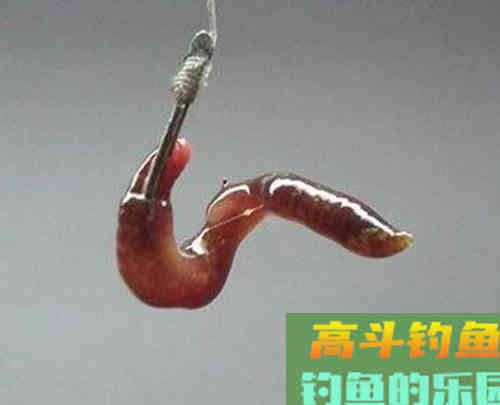 秋季野外钓鲤，钓饵效果最好的，还得是蚯蚓