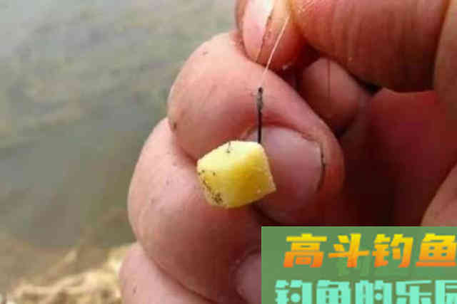 花不了十块钱的钓饵，还专攻大鲤鱼