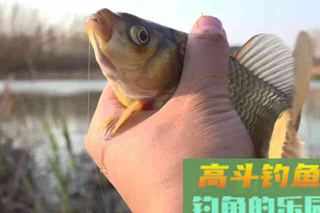 这玩意才两块一斤，却是“主攻”大板鲫的利器