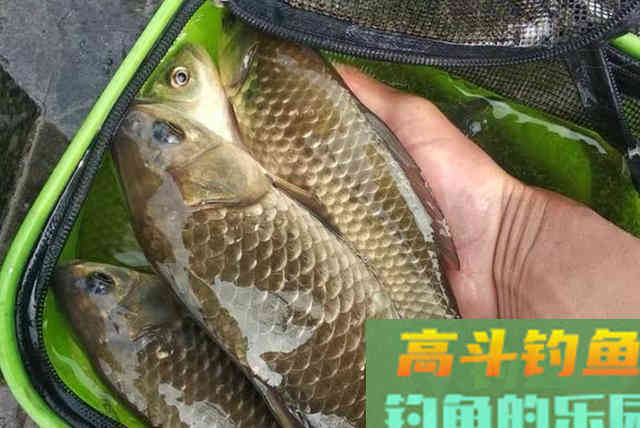 天太冷，板鲫岂能轻易上钩？只因你没用过这3种组合饵