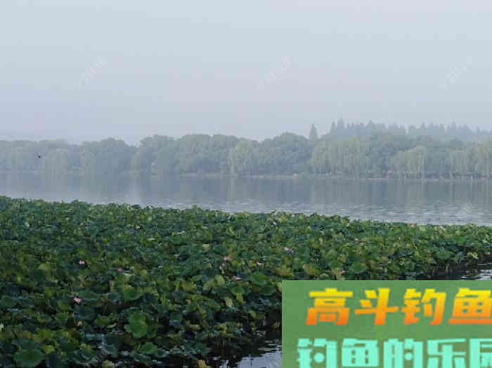购买和使用商品饵时一定要注意的安全问题