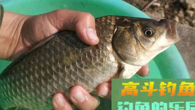 这三种判断鱼情的门道，没有十年钓龄基本做不到