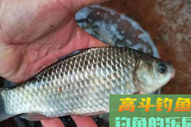 春钓用饵，忽视这3点，饵料再好也是浪费