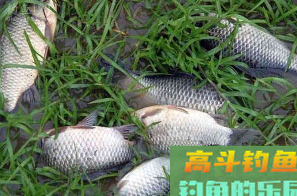 是噱头还是炒作，枸杞钓鱼，到底行不行