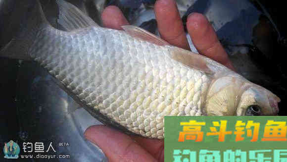 化绍新钓鲫鲢草鱼的饵料配方与授课笔记