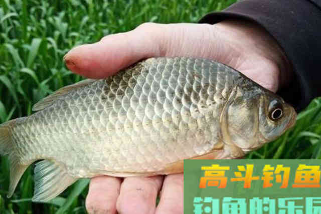 春天钓鲫鱼这样打窝实在是太过瘾，下杆就上鱼