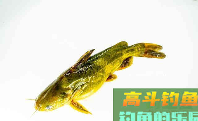 得知多种蚯蚓的使用方法后！渔具店的蚯蚓卖疯了