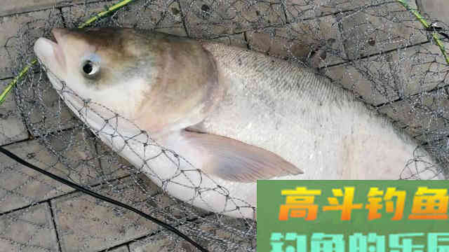 钩距大小有何讲究？实战经验告诉你