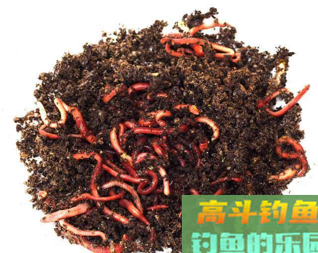看起来让人作恶，但却是钓鱼的好饵料
