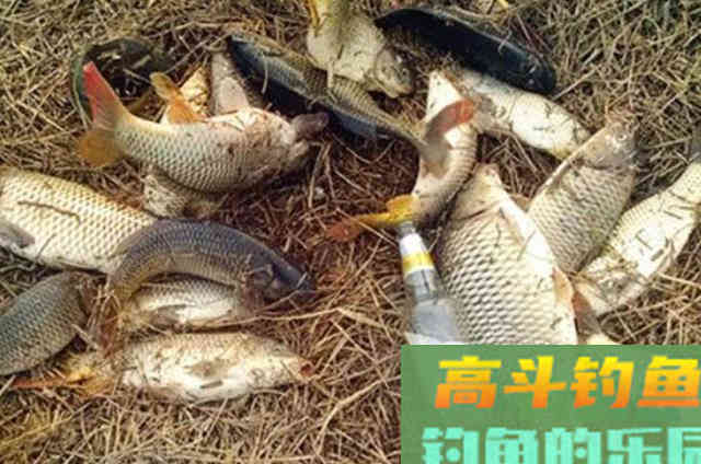 我就喜欢用这鲤鱼特效饵，千真万确，商品小药都没法比