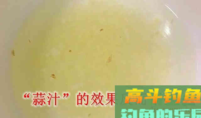 揭秘自制“大蒜饵料”的真相