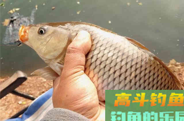 大鲤鱼再狡猾，用我这饵也能一钓过瘾