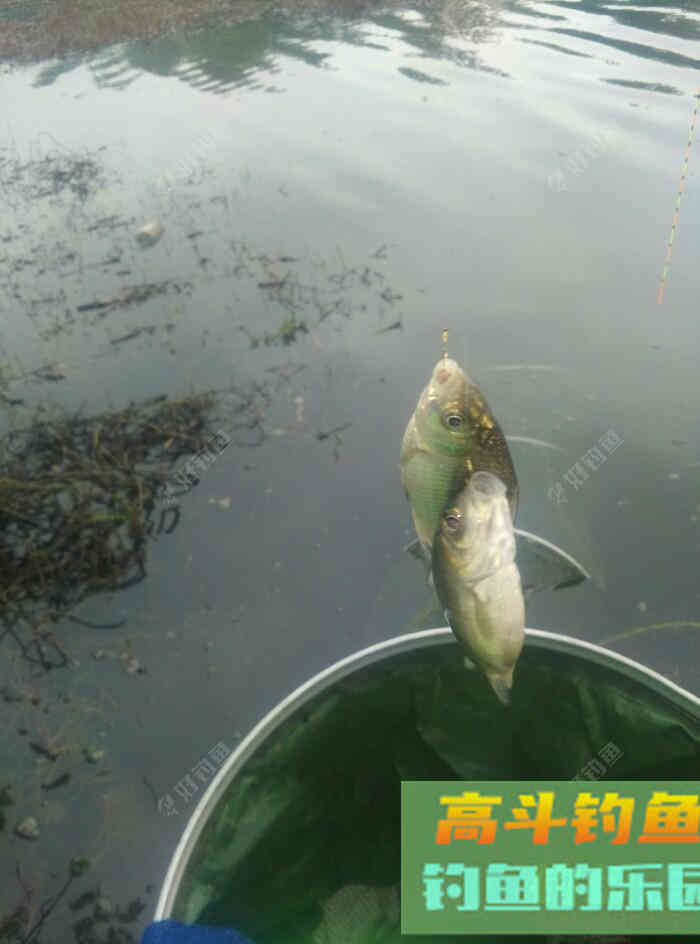 [春季放流]江湖猎人饵料，果然名不虚传