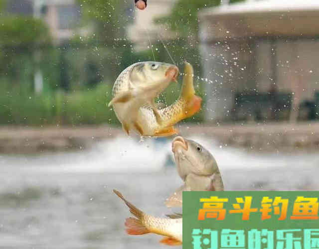 钓鱼线组不重要？老钓鱼人实际垂钓告诉你