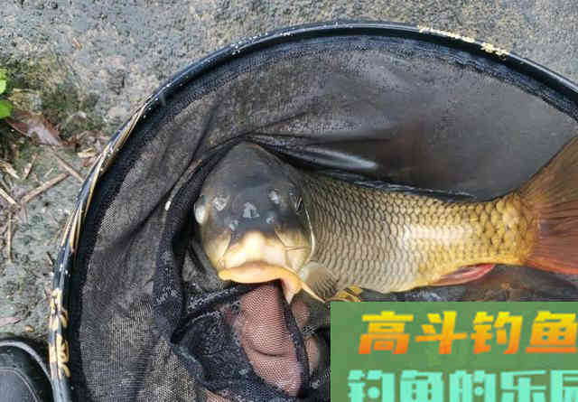钓不到鲤鱼是你没用对窝料！这种粮食是大鲤鱼的最爱