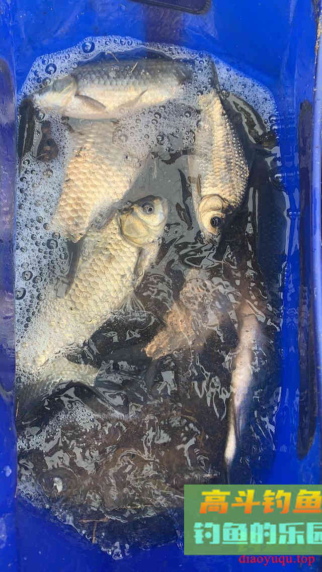 盘点冬天野钓好用的添加剂
