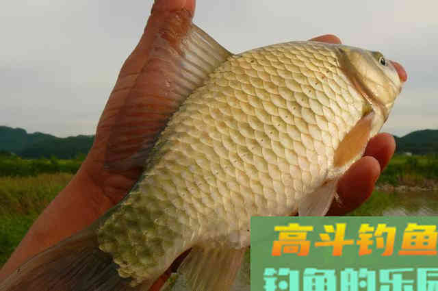 二一年钓鱼水平十级期中内测卷，你是钓鱼高手了吗