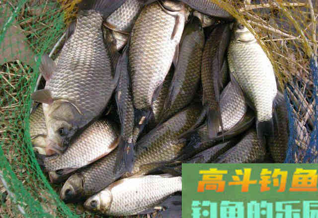野钓大板鲫三款酒米配方，成本低、诱鱼快、效果好