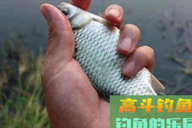 一遇走水就没法钓啦？别傻了，按我说的方法钓