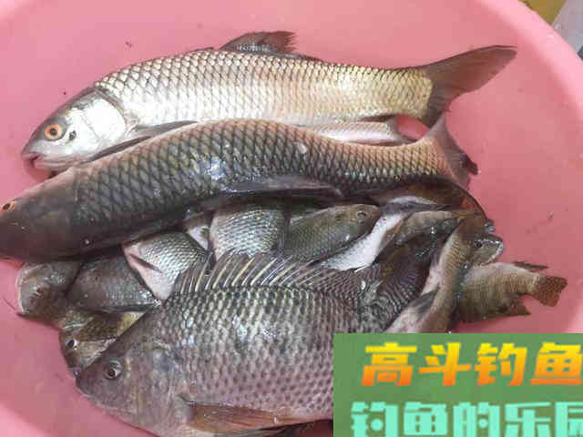 秋季野钓开饵思路，可通杀也可以单攻