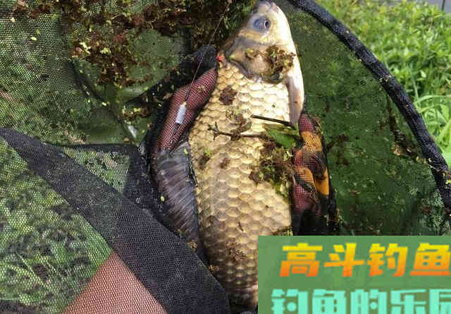 野钓很牛的一款饵料，自己在家就能做