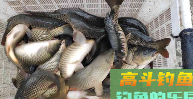 钓龄十年的老钓手都不一定能理解，却是爆护的法门