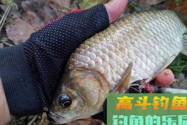 这特效鲫鱼饵，简单又省钱