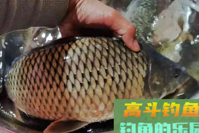 打了个大窝，还是没鱼上钩？老钓鱼人告诉你原因