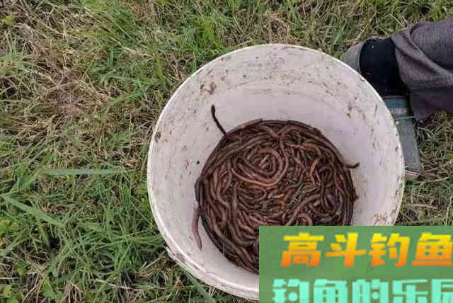谁说蚯蚓饵过时了？知道这升级版用法的人不多，别泄露哦