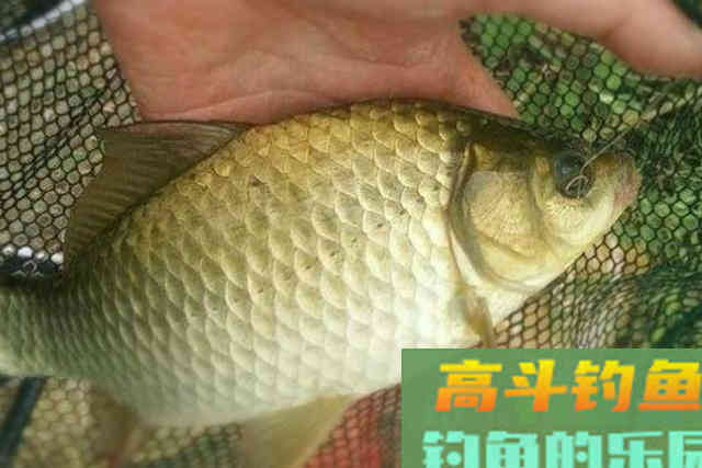 气温低，诱鱼速度不够快？试试这3大打窝绝技