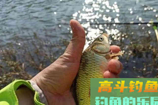 到了冬天，饵料按我说的用，中鱼率提升好几倍