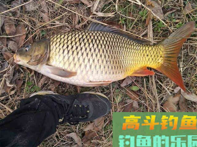 经典钓饵之麦粒，成本低效果好，制作方法和攻略分享