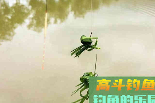 秋天变冷，大草鱼就不上钩？赶紧试试这特效饵