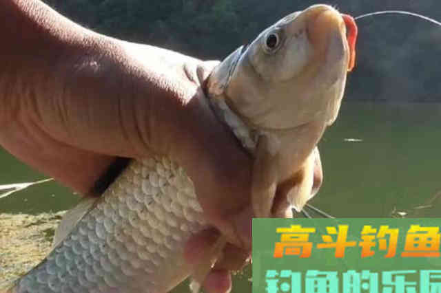 春钓打窝很多人第一步就做错了