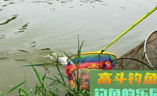 钓鱼用什么颜色的酒米？很多人都错了