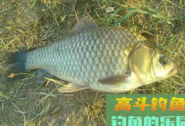 判断窝子里有没有鱼，这3个方法教会你
