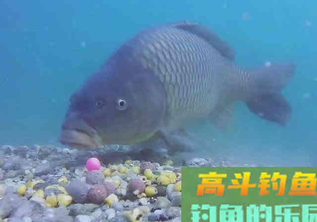 搞明白窝料进水没动静的三个原因，打窝聚鱼不难
