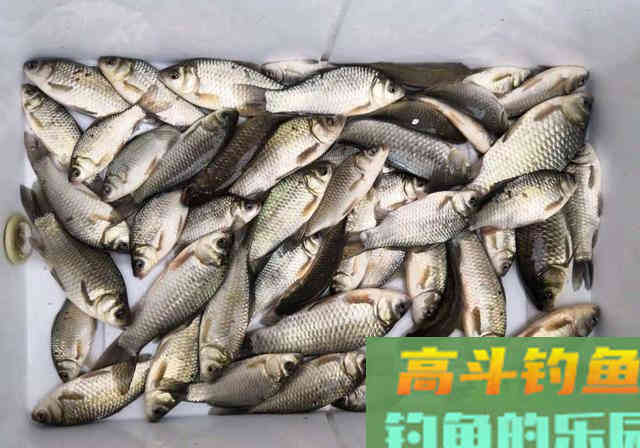 相同饵料相同线组，只因一把剪刀就多出半数渔获