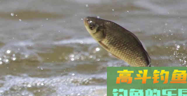 钓鱼时，肉眼能看到鱼群，但它们为什么就不上钩
