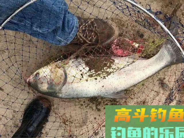 豆渣诱鲢鳙，花鲢白鲢都能用，成本低廉效果惊人