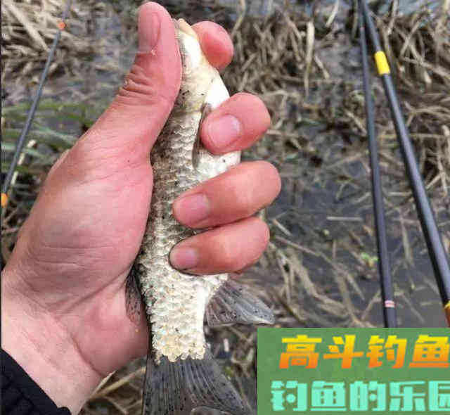 野钓能用小药吗？别盲目抵触，钓鱼很难离开添加剂