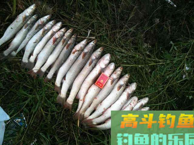 氨基酸做添加剂，用量到位，渔获翻倍