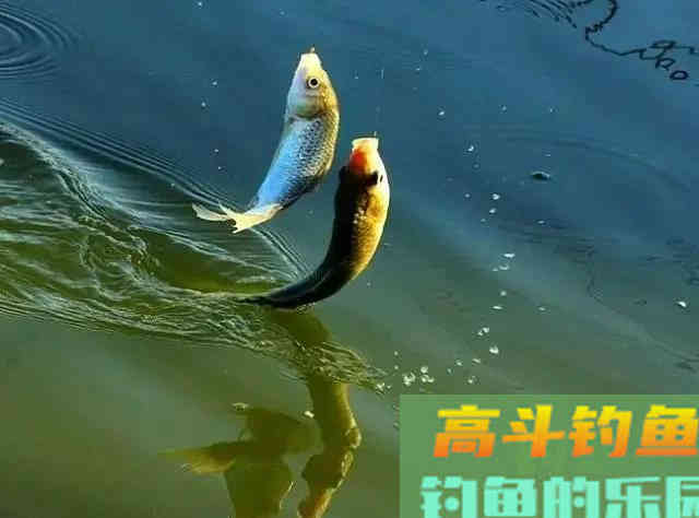 钓鱼线组不重要？老钓鱼人实际垂钓告诉你