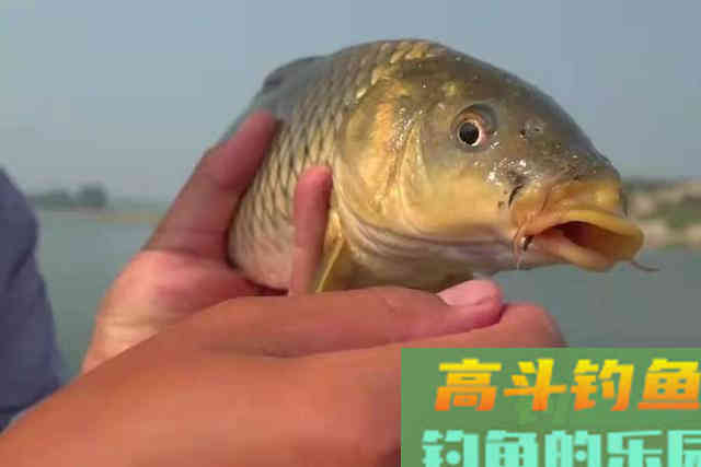 哪料头一次用这饵就过了瘾，关键鲤鱼一见狂咬
