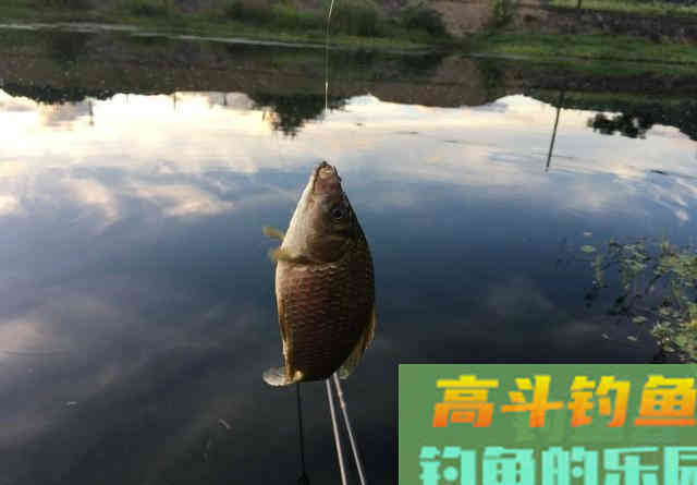 别怪我没提醒你，饵料味道太重反而会出问题