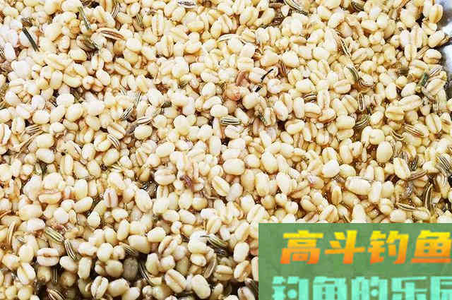 立秋后钓鲫鱼，推荐试试这款秘制饵料