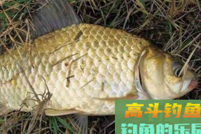 自从换用这特效鲫鱼饵，一根竿子都忙不过来