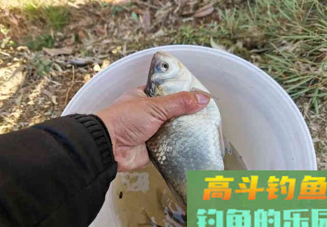 当山奈遇上丁香，一款简单又好用的钓鱼药酒就诞生了