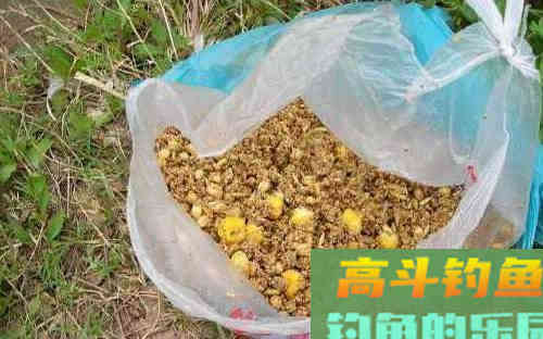 高频率抽杆，诱鱼效果是杠杠滴，但在冬天要慎用